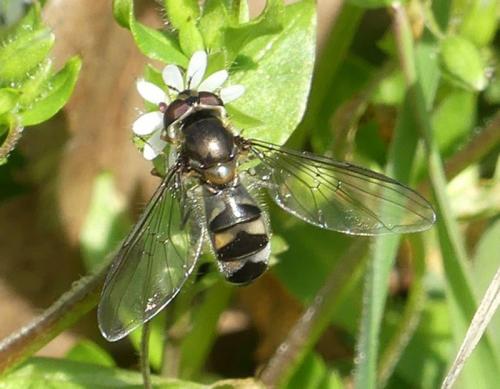 Réf. 337 707 : Meliscaeva auricollis